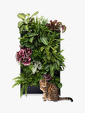 The Little Botanical 20 Indoor House Plants Living Wall