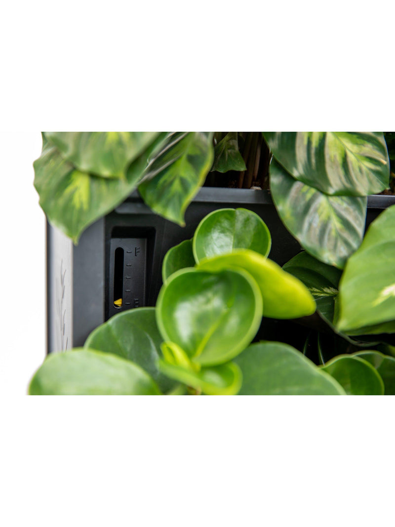 The Little Botanical 20 Indoor House Plants Living Wall