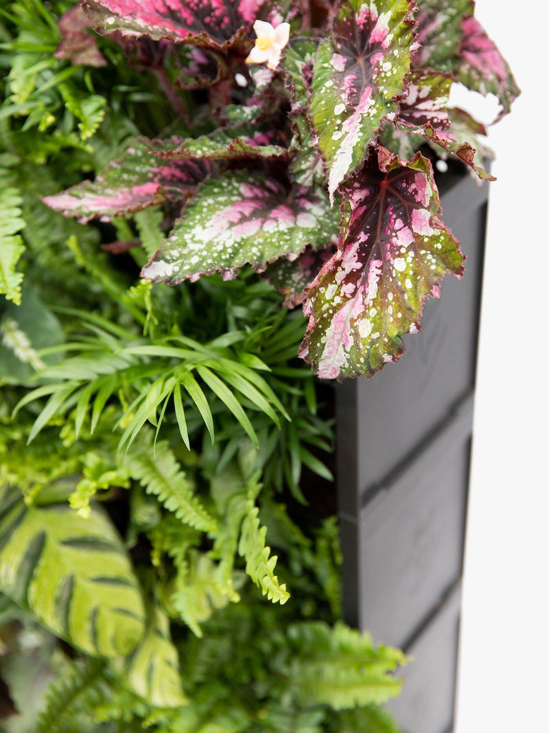 The Little Botanical 20 Indoor House Plants Living Wall