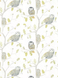 Harlequin Little Owls Wallpaper, HLTF112627