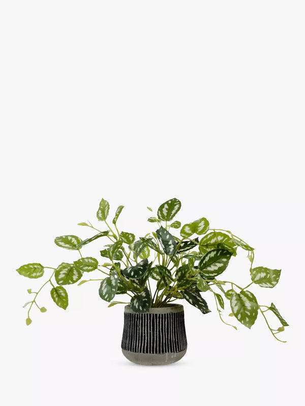John Lewis Artificial Golden Pothos Plant in Black Pot