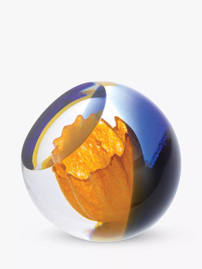 Caithness daffodil paperweight H6.5cm x Dia.6.5cm, imported from the UK