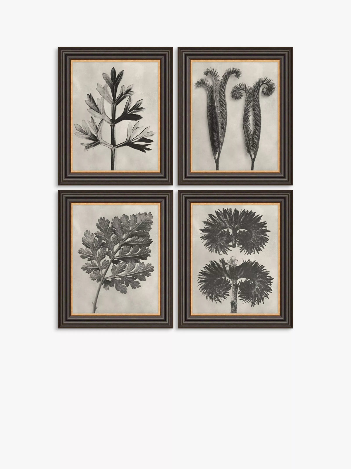 Karl Blossfeldt botanical framed prints set of 4, UK version