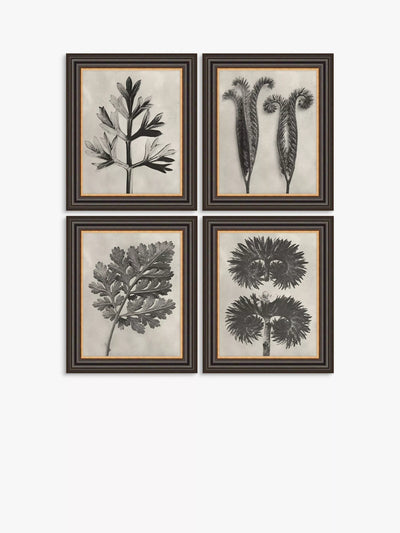 John Lewis John Lewis Karl Blossfeldt Botanicals Framed Prints Set of 4 37 x 31cm Grey- Buy online at McGrocer