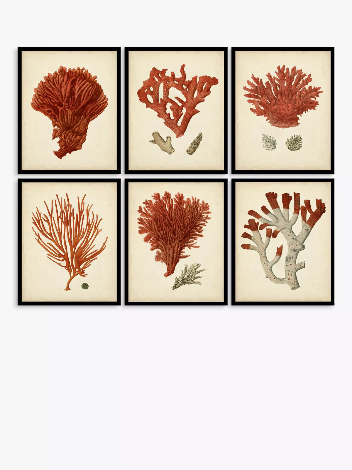John Lewis Red Coral set 6 framed prints 32x26cm - British product