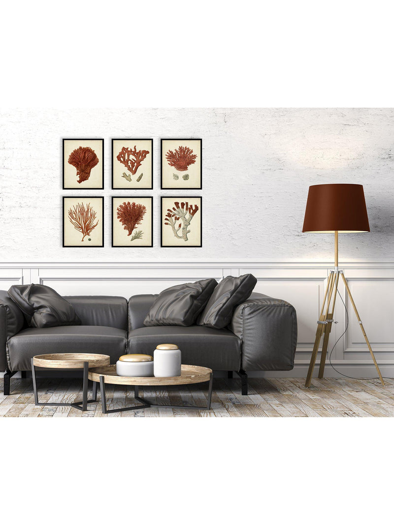 John Lewis Red Coral set 6 framed prints 32x26cm - British product