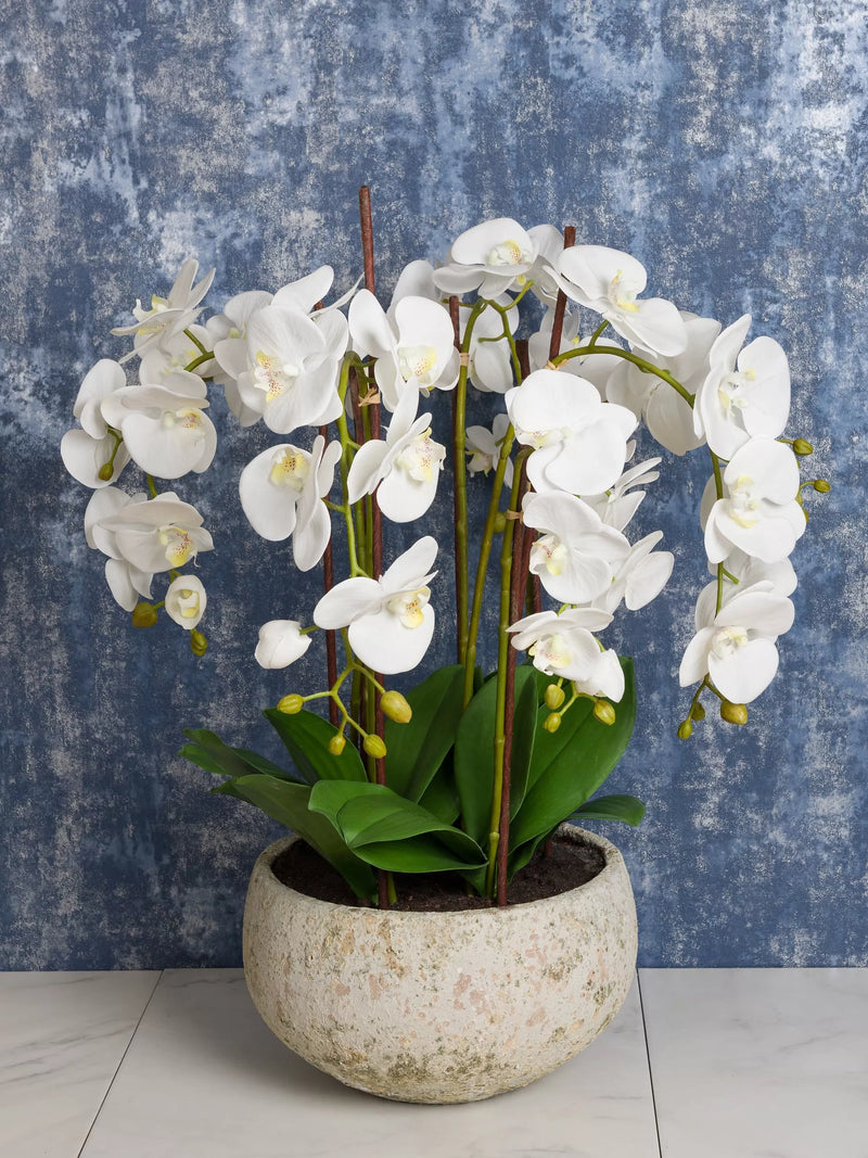 Floralsilk artificial white orchid in clay pot - British product