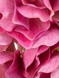 Floralsilk Artificial French Hydrangea