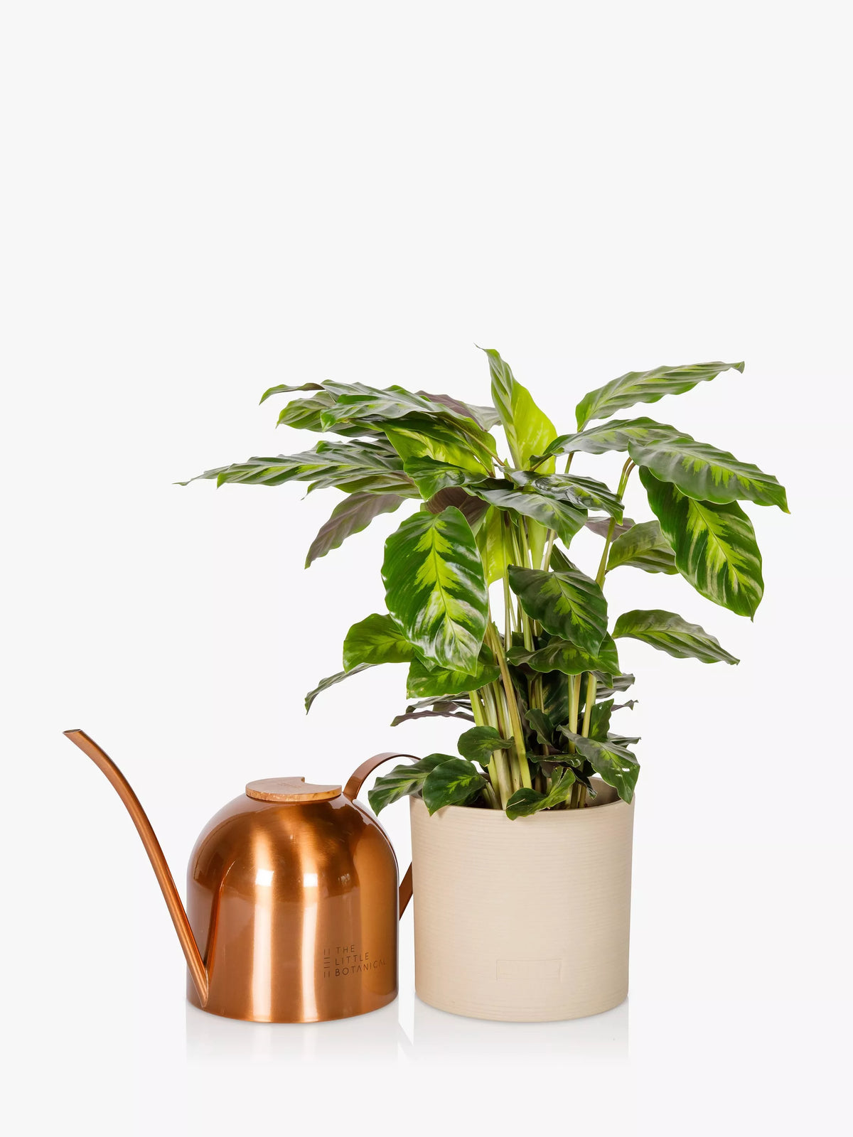 The Little Botanical copper watering can and Calathea plant set with ceramic pot, medium size (British brand)