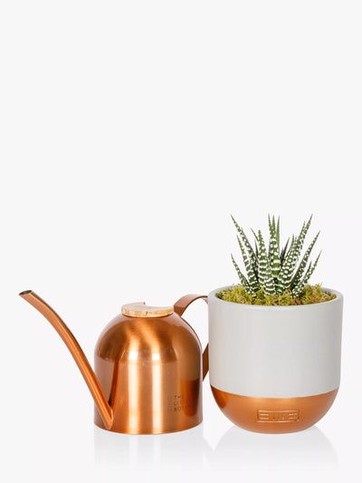 Mini-Gießkanne aus Edelstahl in Kupferfarbe mit Haworthia-Pflanzen-Set