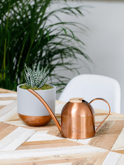 Mini-Gießkanne aus Edelstahl in Kupferfarbe mit Haworthia-Pflanzen-Set