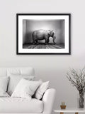 Brookpace Lascelles framed photographic print of elephant 65.5x85.5cm, UK version