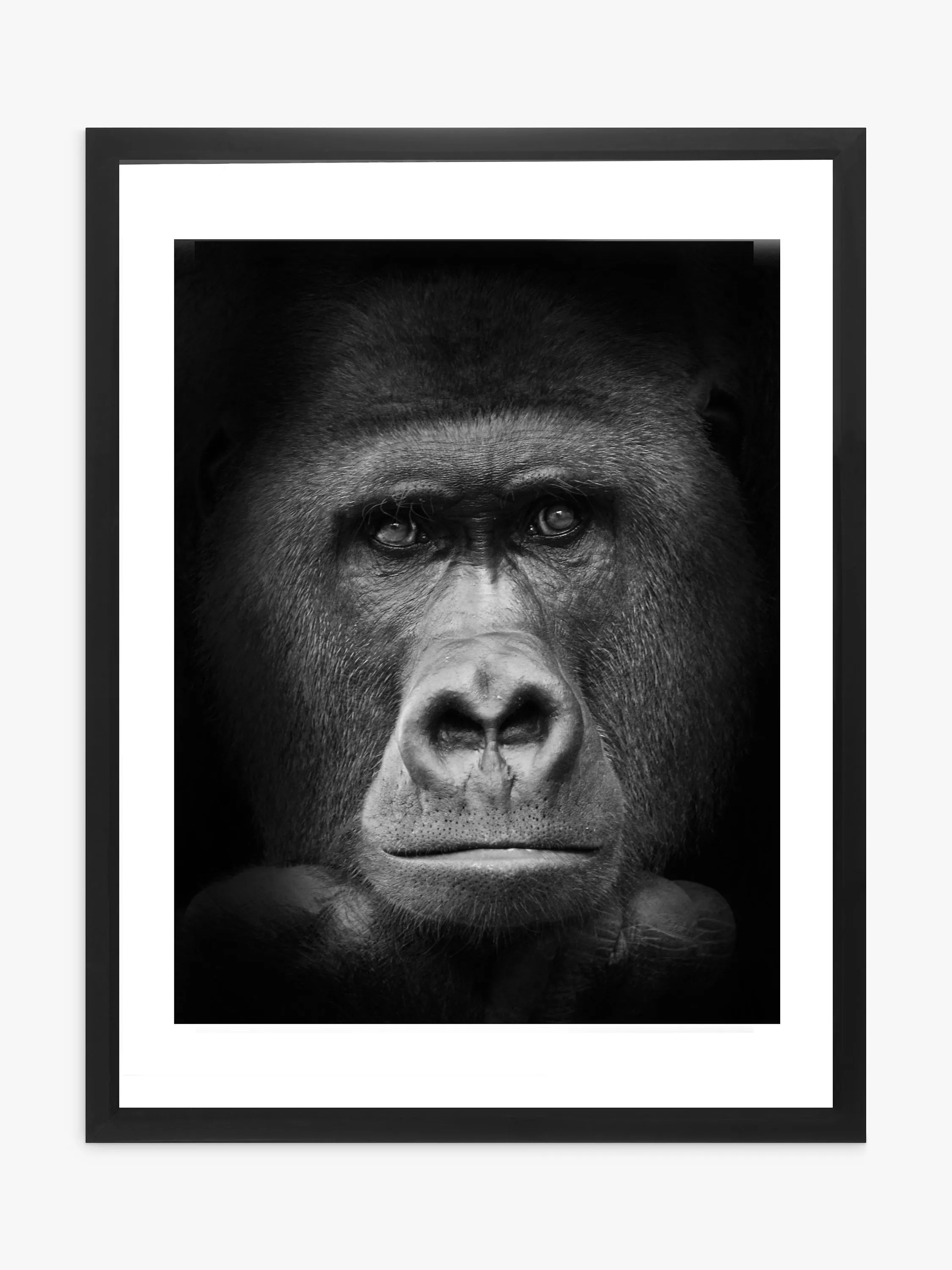Brookpace Lascelles gorilla framed print 81x65.5cm, imported from the UK