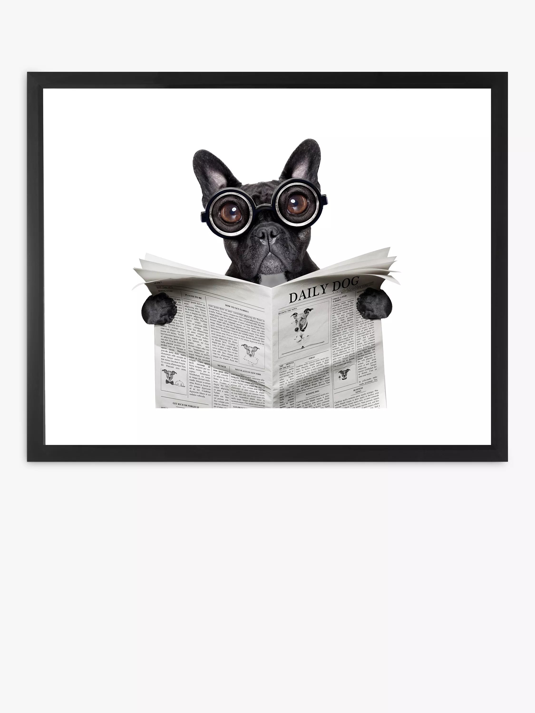 Brookpace Lascelles framed print Bulldog News 45.5x55.5cm, imported from the UK
