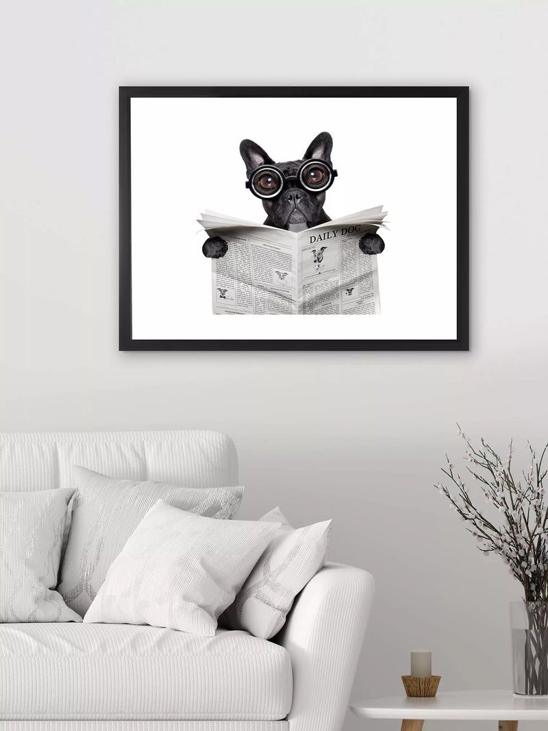 Brookpace Lascelles framed print Bulldog News 45.5x55.5cm, imported from the UK