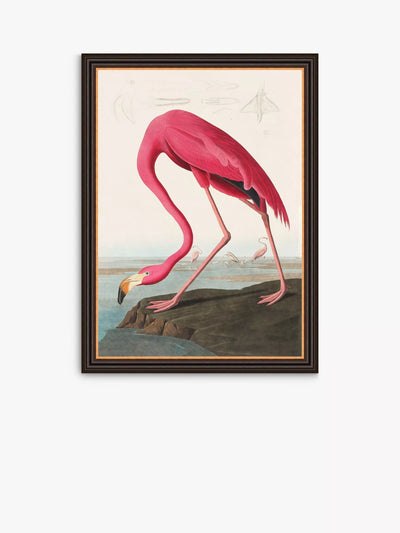 John Lewis John James Audubon 'Amerikansk Flamingo' Innrammet Trykk, 77 x 57 cm, Rosa