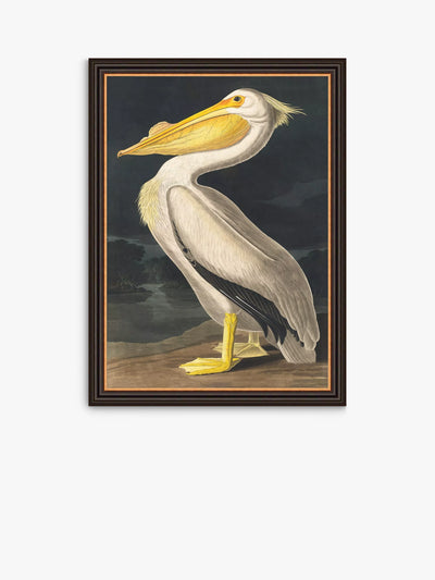 John Lewis John James Audubon 'Amerikansk Hvit Pelikan' Innrammet Trykk, 77 x 57 cm, Hvit