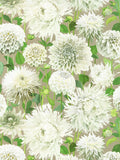 Harlequin Dahlia Floral Wallpaper with Hand-Painted Design