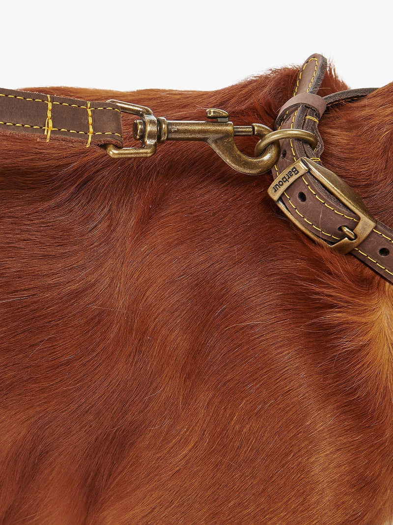 Laisse pour chien en cuir Barbour Marron Moyen - Produit britannique