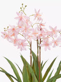 John Lewis artificial mini orchid in ceramic pot, UK version