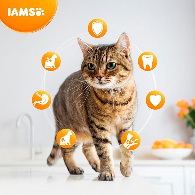 IAMS for Vitality Adult Cat Food With Salmon   800g GOODS M&S   