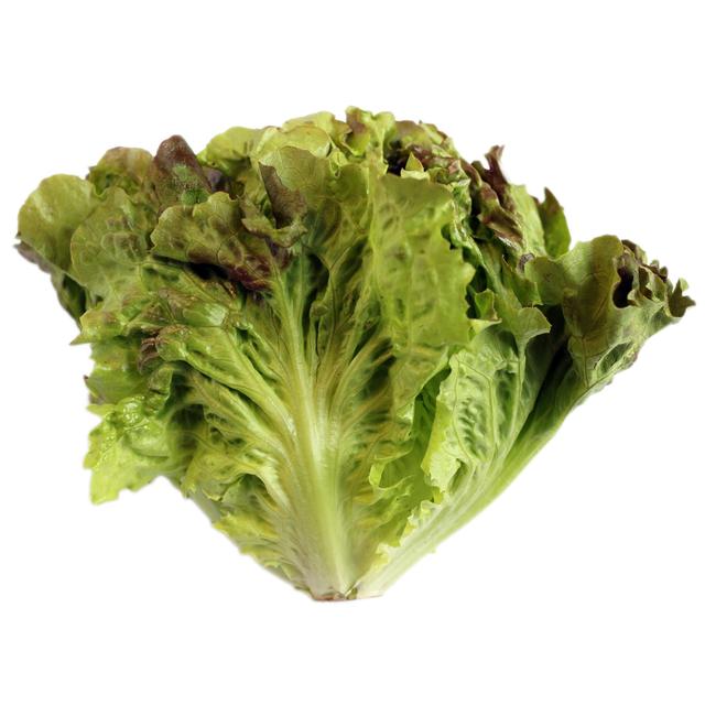 Wholegood Organic British Batavia Lettuce GOODS M&S   