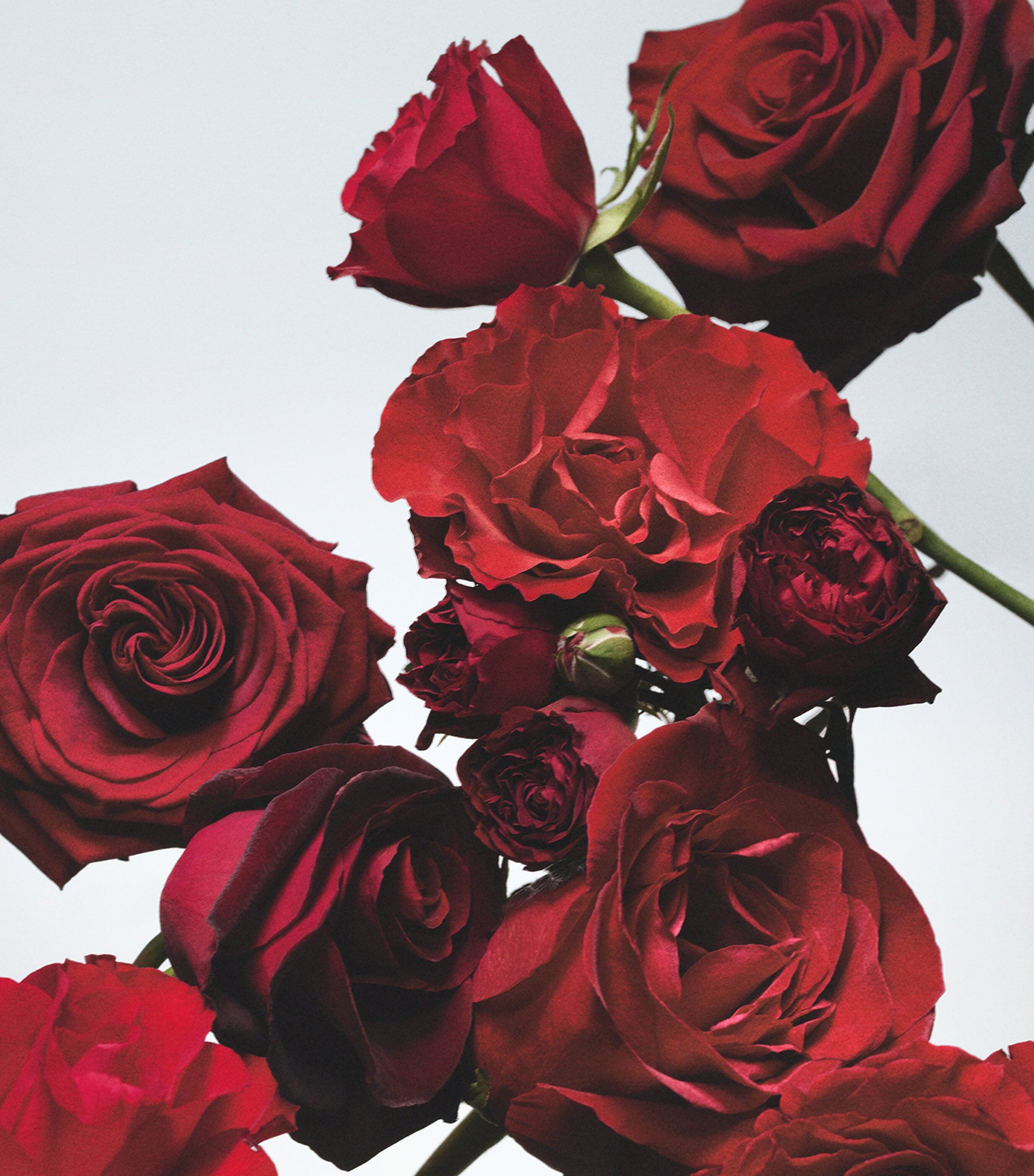 Jo Malone London Red Roses bath oil 250ml (British brand)