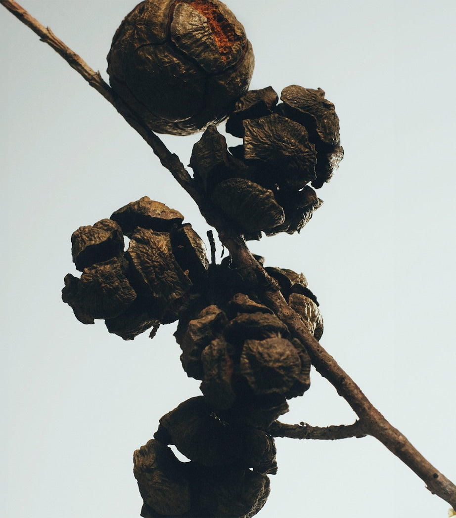 LOEWE Cypress Balls Chandelier Candle, UK version
