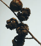 LOEWE Cypress Balls Chandelier Candle, UK version
