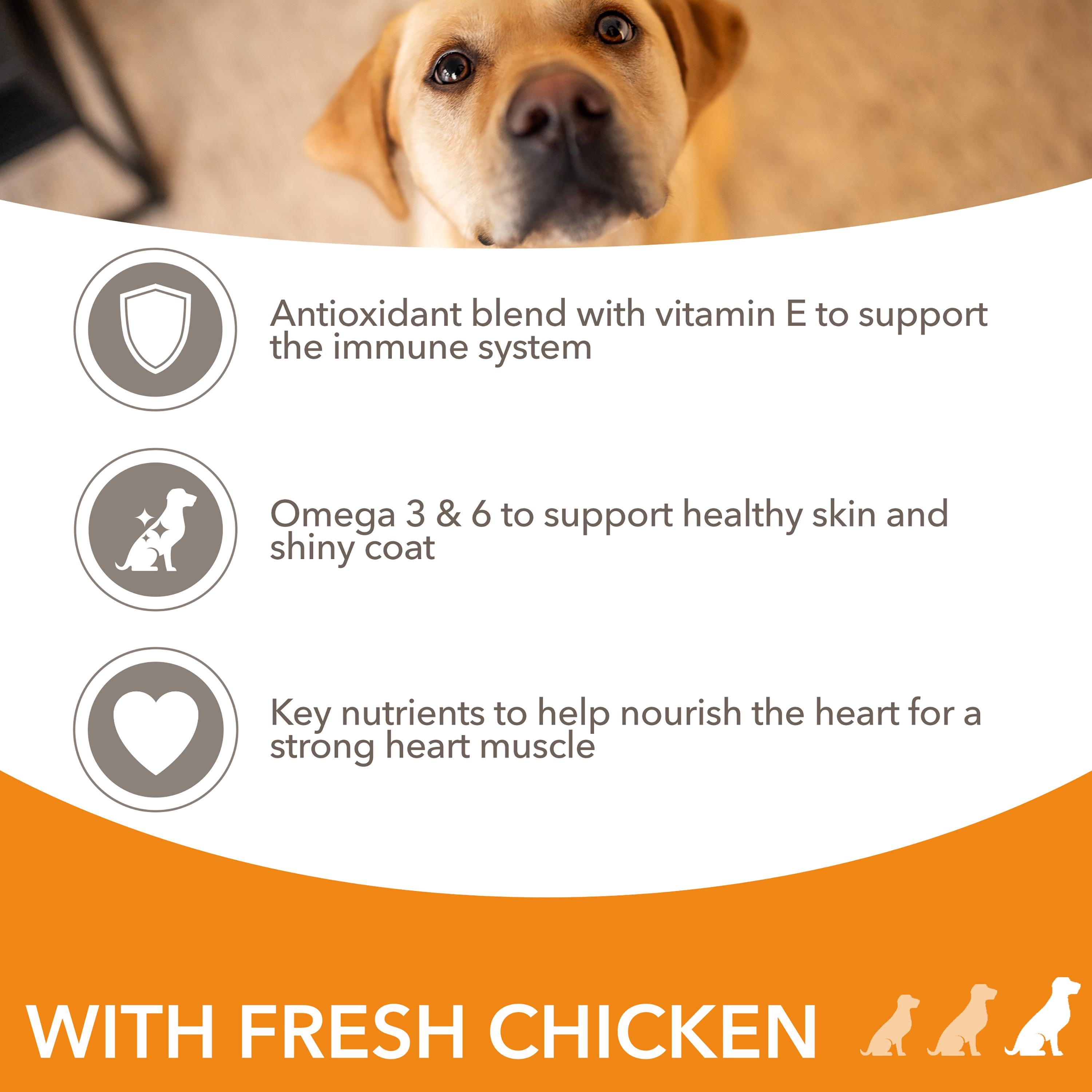 IAMS dry dog food large breed chicken 2kg - British product