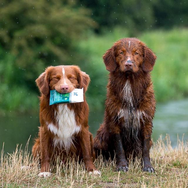 Hownd Yup You Stink! Emergency Dog Wipes   7 per pack GOODS M&S   