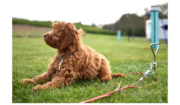 Rosewood tie-out cable for dogs, red, imported from the UK