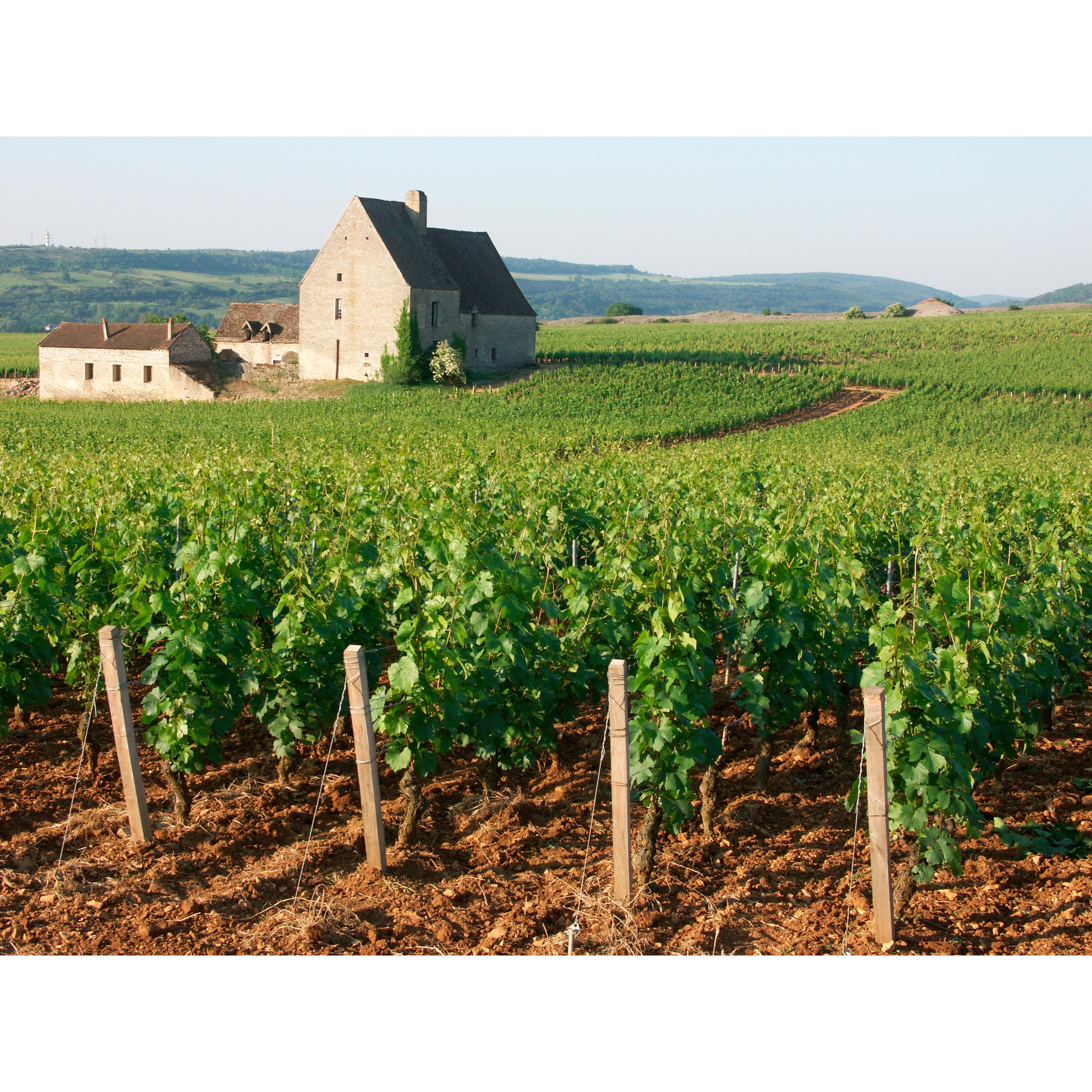 Louis Jadot Pinot Noir red wine 75cl, imported from the UK