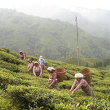 Margaret's Hope 2026 First Flush Darjeeling loose leaf tea 100g - British product