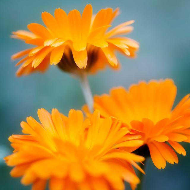 Weleda Baby Natural Calendula Vegan Shampoo & Body Wash   200ml