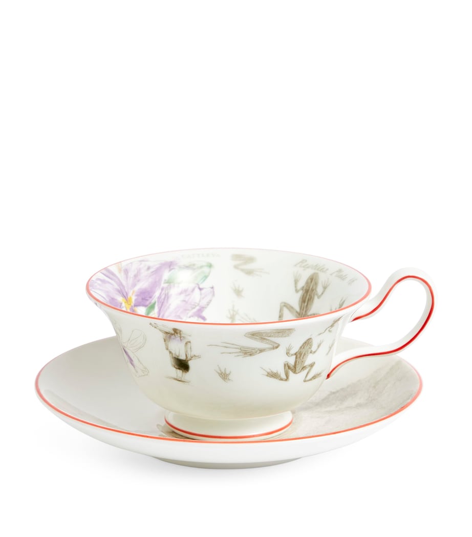Wedgwood Voyage of the Beagle Brazil bone china set (British brand)