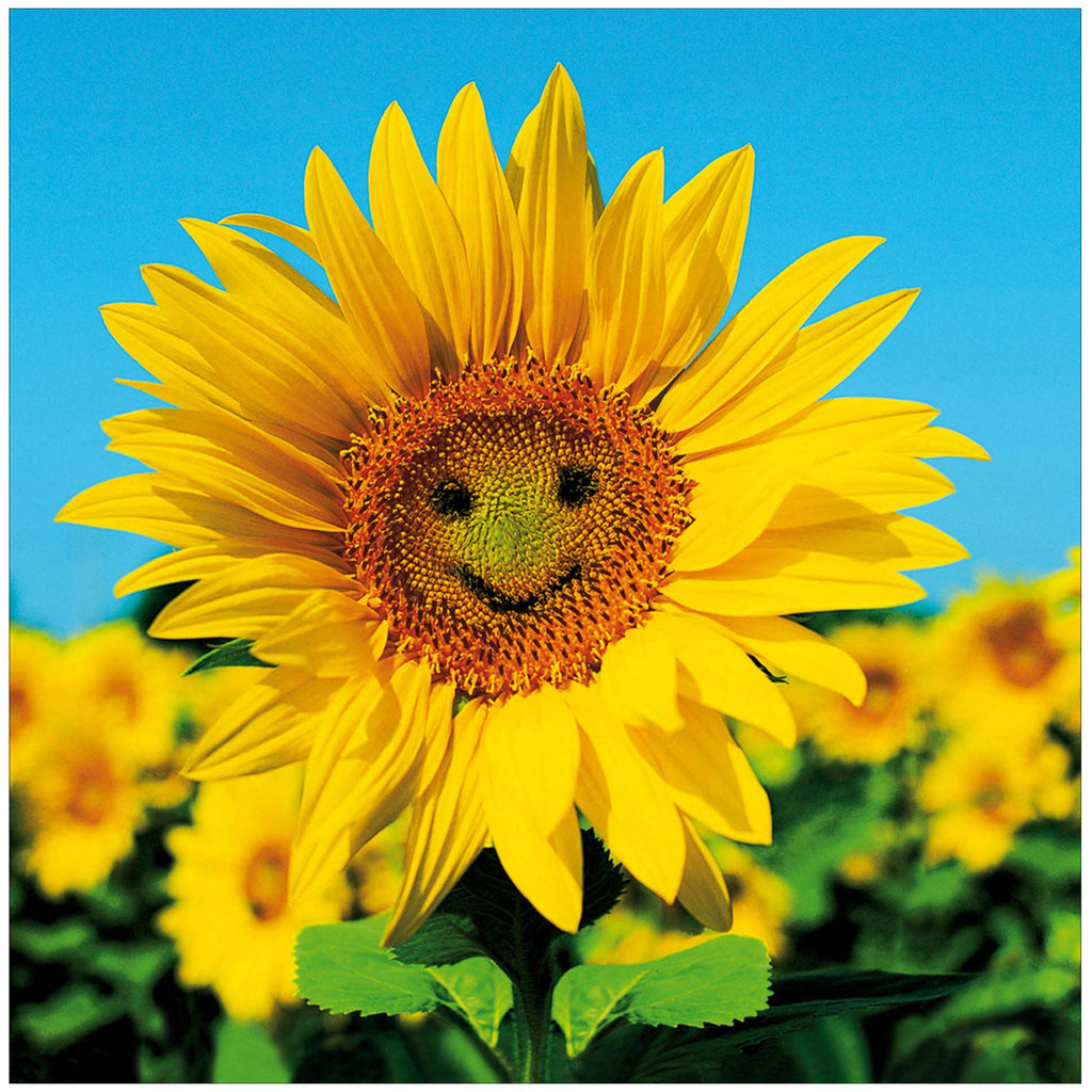 Woodmansterne Blank Card with Photographic Smiley Face Sunflower Birthday Greeting Card