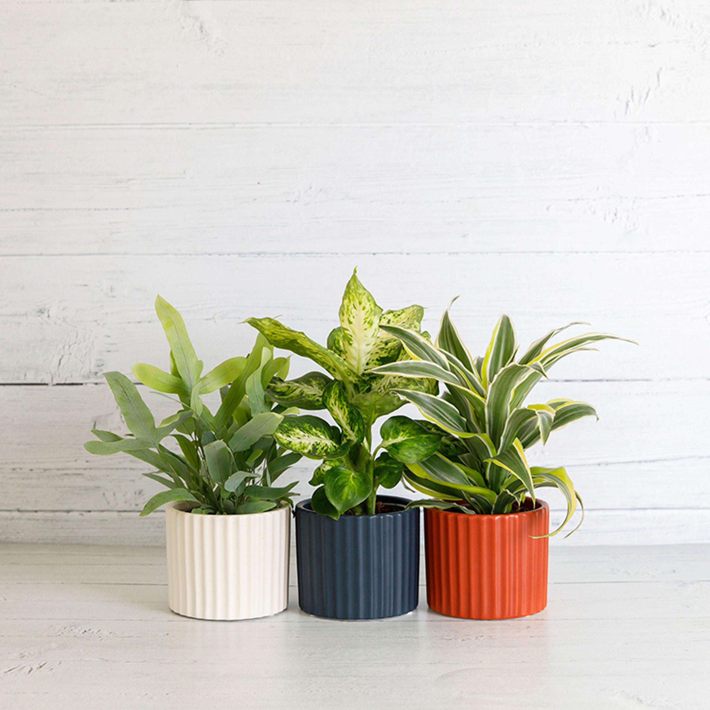 Habitat Mini Foliage In Ceramic (Plant & Pot Colour May Vary) GOODS Sainsburys   