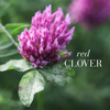 New Nordic Red Clover menopause supplement 30 tablets, UK version