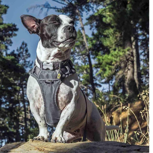 Red Dingo Cool Grey Padded Dog Harness GOODS M&S   