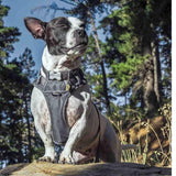 Red Dingo Cool Grey Padded Dog Harness GOODS M&S   