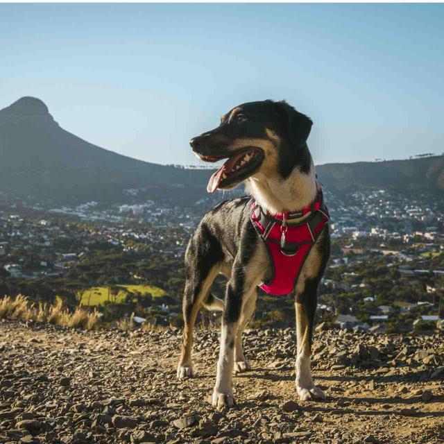 Red Dingo Red Padded Dog Harness GOODS M&S   