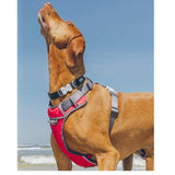 Red Dingo Red Padded Dog Harness GOODS M&S   