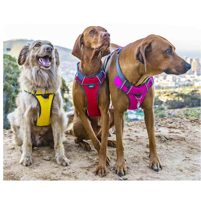 Red Dingo Red Padded Dog Harness GOODS M&S   