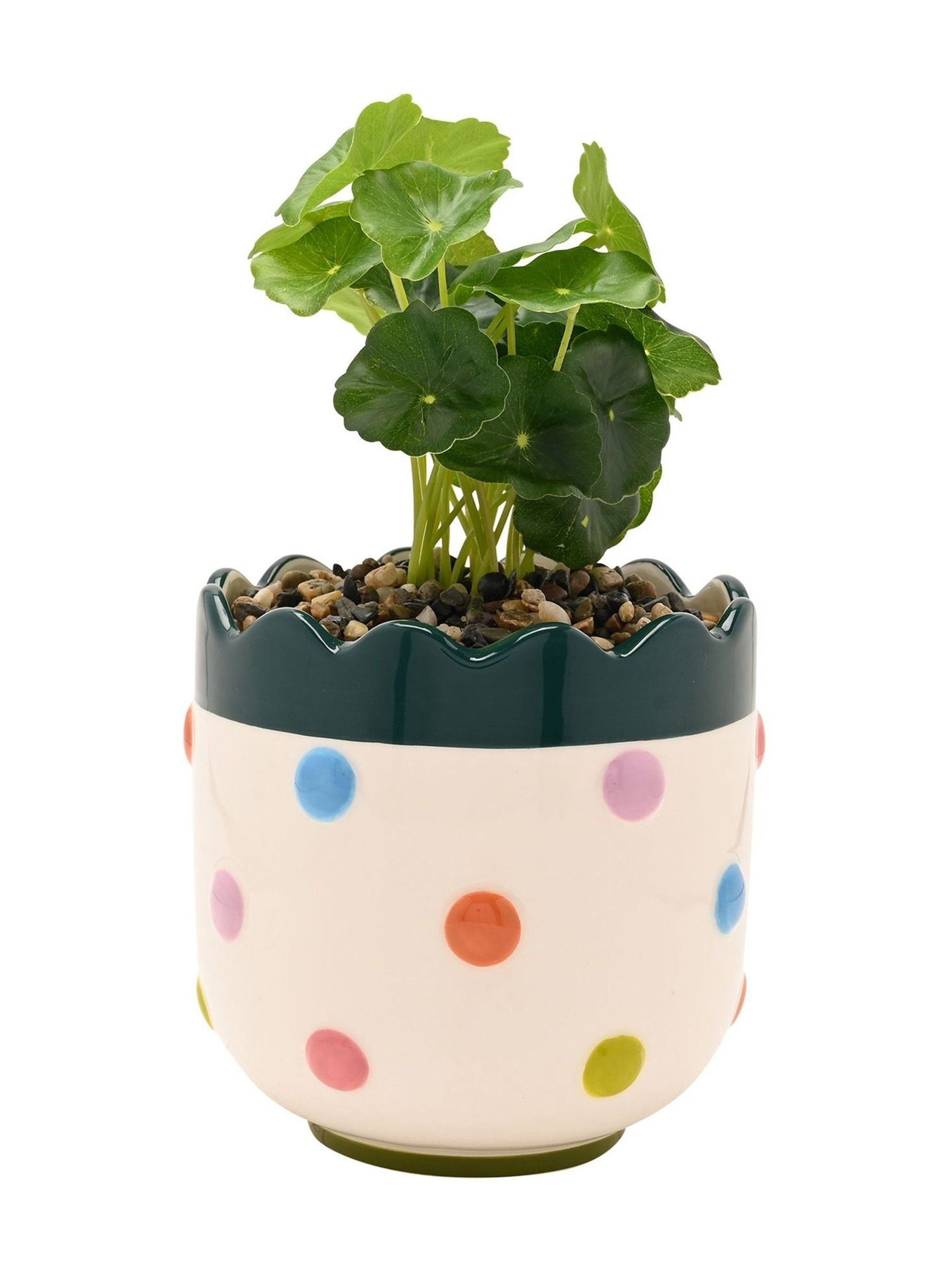 Widdop bobble planter with faux plant 24cm (British brand)