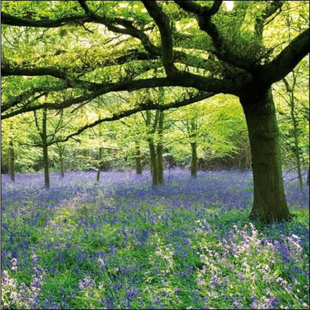 National Trust Speke Hall Blank Card Perfumes, Aftershaves & Gift Sets M&S   