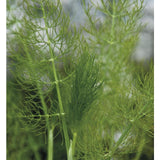 Johnsons Seeds - Jekka's Herbs - Fennel GOODS M&S   