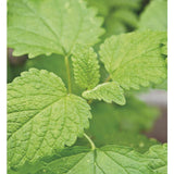 Johnsons Seeds - Jekka's Herbs - Lemon Balm GOODS M&S   