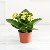 Sainsbury's Kalanchoe Plant (Colour may vary) GOODS Sainsburys   