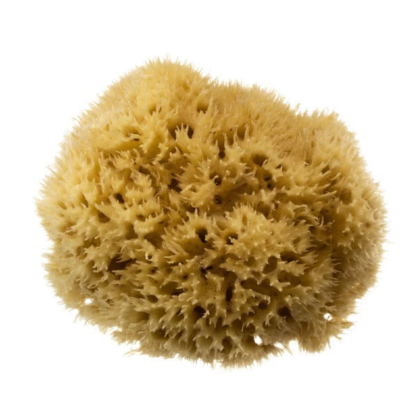 Hydrea London Natural Honeycomb Sea Sponge